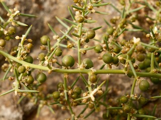 Flowers and fruits of Asparagus (Asparagus horridus),  family Asparagaceae, Mediterranian cost of Spain