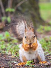 Squirrel eats a nut while sitting in green grass. Eurasian red squirrel, Sciurus vulgaris