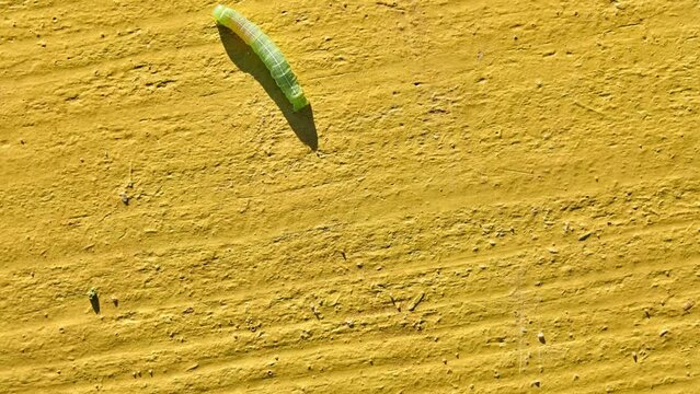 Green Caterpillar of butterfly Noctuidae. Noctuidae, owlet moths, cutworms or armyworms, is most controversial family in superfamily Noctuoidea.