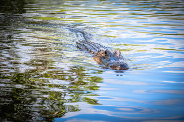 Everglades alligator