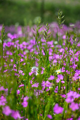 A meadow with beautiful little pink wild flowers. Spring landscape in Greece. Pink and green colors.