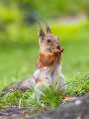 Close-up Portrait of Squirrel. Squirrel eats a nut while sitting in green grass.