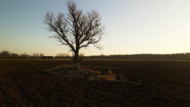 Field fixture: Aerial footage captures leafless tree as a solitary figure in expansive grassy landscape under vast sky