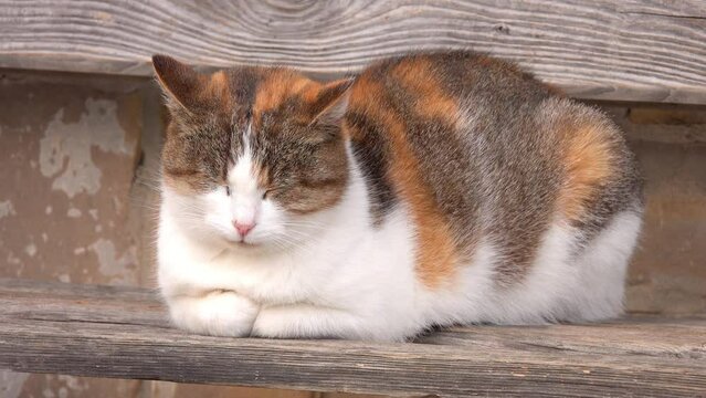 tricolor cat sleeping on a wooden bench