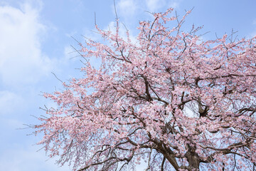 綺麗に咲いた江戸彼岸桜の花 エドヒガンザクラ