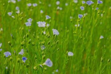 Obraz na płótnie Canvas Blue flax flowers in the sun.Linen blue.Plant for making textiles and fabrics.Blue flowers.