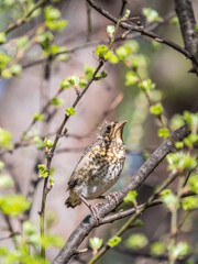 A fieldfare chick, Turdus pilaris, has left the nest and is sitting on a branch. A chick of...