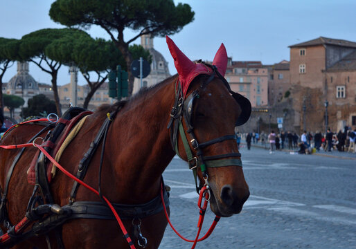 Botticelle, traditional roman horse-drawn carriages.