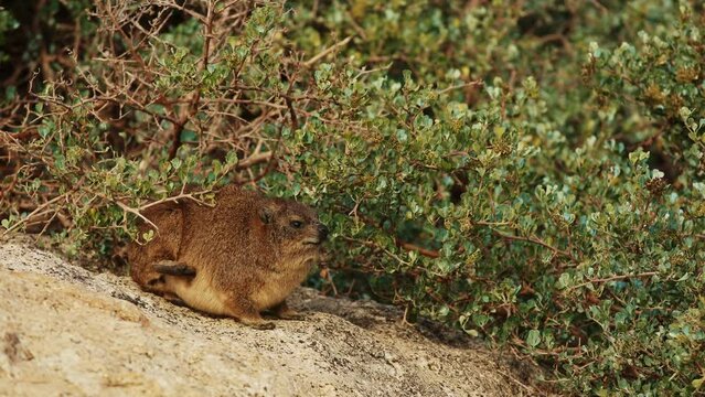 rock hyrax cute animal close up outdoor in wildlife nature of South Africa, Simon's town. Mammal animals procavia capensis concept. Little brown hyrax portrait cleaning his soft fur at sunny day