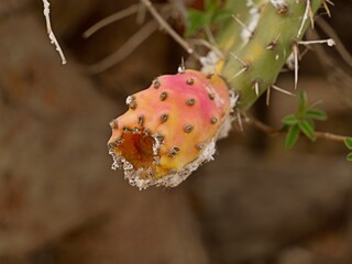 The prickly pear cochineal (Dactylopius opuntiae) a pest and used as a biological control agent...