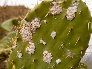 The prickly pear cochineal (Dactylopius opuntiae) a pest and used as a biological control agent againtst Opuntia species. Almenara, Castelló de la Plana, Valencia, Mediterranian cost of Spain