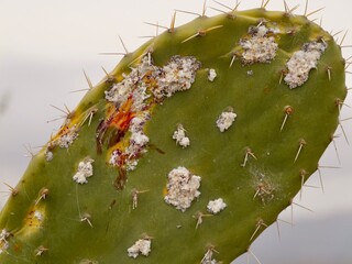 The prickly pear cochineal (Dactylopius opuntiae) a pest and used as a biological control agent againtst Opuntia species. Almenara, Castelló de la Plana, Valencia, Mediterranian cost of Spain