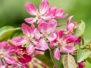 Fresh pink flowers of a blossoming apple tree with blured background