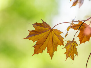 Obraz premium Tree branch with dark red leaves, Acer platanoides, the Norway maple Crimson King. Red Maple acutifoliate Crimson King, young plant with green background.
