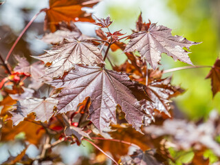 Tree branch with dark red leaves, Acer platanoides, the Norway maple Crimson King. Red Maple acutifoliate Crimson King, young plant with green background.