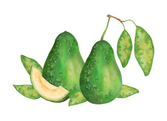 Fruit composition of avocado with leaves. Watercolor and marker illustration. Hand drawn isolated clipart.Vegan organic eco products. Botanical vegetable sketch for food or recipe packaging design