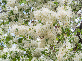 White blossoming apple trees in the sunset light. Spring season, spring colors.