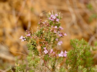 Winter torch, winter thyme (Thymus hyemalis subsp. hyemalis), family Lamiaceae, Spain