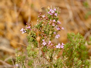 Winter torch, winter thyme (Thymus hyemalis subsp. hyemalis), family Lamiaceae, Spain