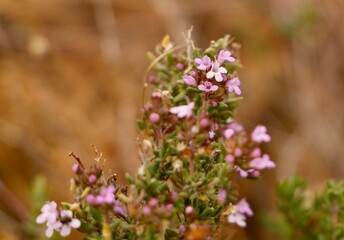 Winter torch, winter thyme (Thymus hyemalis subsp. hyemalis), family Lamiaceae, Spain