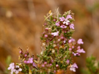 Winter torch, winter thyme (Thymus hyemalis subsp. hyemalis), family Lamiaceae, Spain