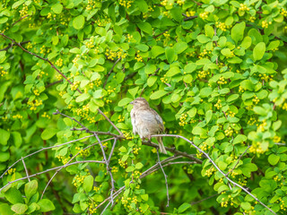 Sparrow sitting on a green branch in spring. Sparrow with playful poise on branch in spring or summer