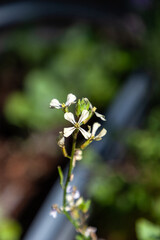White arugula flowers bloom in spring in a vegetable garden