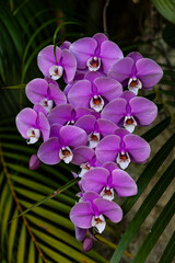 Purple orchid flower cluster on a phalaenopsis schilleriana that hangs from a tree