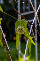 Tiny passionflower passiflora quinquangularis bloom on a vine with delicate leaves