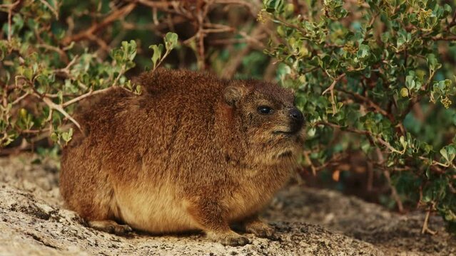 rock hyrax cute animal close up outdoor in wildlife nature of South Africa, Simon's town. Mammal animals procavia capensis concept. Little brown hyrax portrait cleaning his soft fur at sunny day