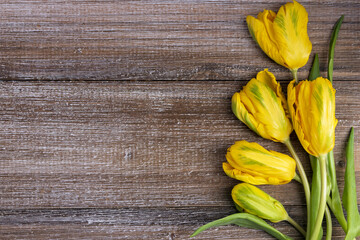 Bunch of yellow tulips with leaves on the brown wooden table.