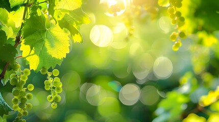 Beautiful natural background border with fresh juicy foliage of wild grapes and defocused bokeh...