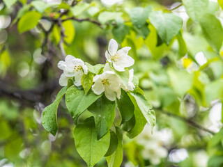 White blossoming apple trees in the sunset light. Spring season, spring colors.