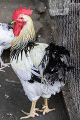 closeup of sussex rooster with white plumage and black neck and tail on farm