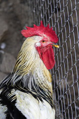 closeup of sussex rooster with white plumage and black neck and tail on farm
