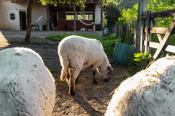 sheep before being sheared grazing on farm