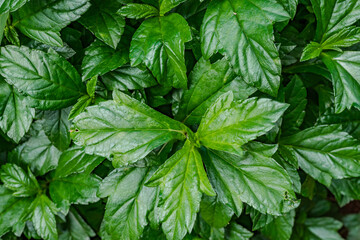 Pu'u Ma'eli'eli Trail, Honolulu Oahu Hawaii. Sphagneticola trilobata, commonly known as the Bay...