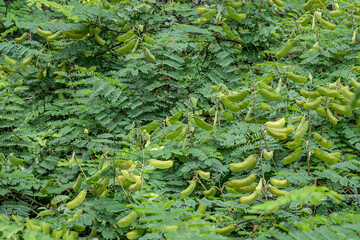 Pu'u Ma'eli'eli Trail, Honolulu Oahu Hawaii. Biancaea decapetala, commonly known as shoofly, Mauritius or Mysore thorn or the cat's claw, is a tropical tree species originating in India.