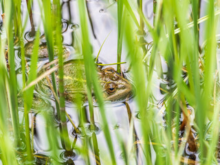 A large green frog sits in the marsh.