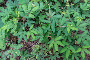 Mimosa pudica, also called sensitive plant, sleepy plant, action plant, touch-me-not, or shameplant) .Pu'u Ma'eli'eli Trail, Honolulu Oahu Hawaii.