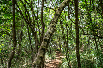 Pu'u Ma'eli'eli Trail, Honolulu Oahu Hawaii. Leucaena leucocephala, jumbay, pearl wattle,white leadtree, river tamarind, ipil-ipil, tan-tan, and white popinac.