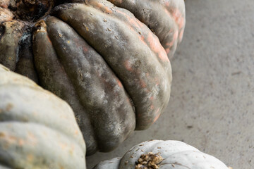 pumpkins or pumpkins of different types, shapes and colors