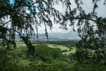 Obraz na płótnie Canvas Kaneohe, Pu'u Ma'eli'eli Trail, Honolulu Oahu Hawaii. Casuarina equisetifolia 