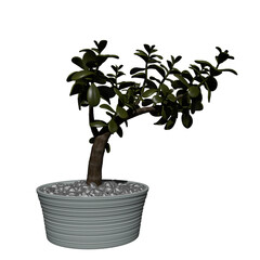 Front view of Plant (Jade SUCCULENT) Tree