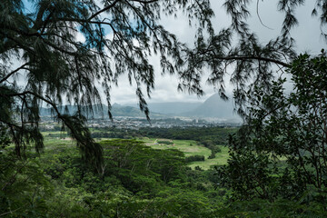Fototapeta na wymiar Kaneohe, Pu'u Ma'eli'eli Trail, Honolulu Oahu Hawaii. Casuarina equisetifolia 