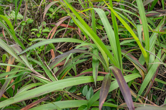 Pu'u Ma'eli'eli Trail, Honolulu Oahu Hawaii.  Paspalum paniculatum，paspalum, bahiagrasses, crowngrasses or dallis grasses,