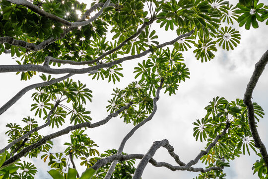 Pu'u Ma'eli'eli Trail, Honolulu Oahu Hawaii.  Heptapleurum actinophyllum (formerly Schefflera actinophylla) is a tree in the family Araliaceae. Australian umbrella tree, Queensland umbrella tree, 
