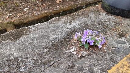 コンクリートで咲くスミレ