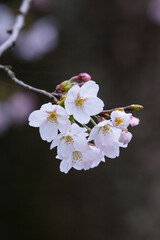 咲き始めの桜の花 ソメイヨシノ