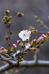 咲き始めの桜の花 ソメイヨシノ